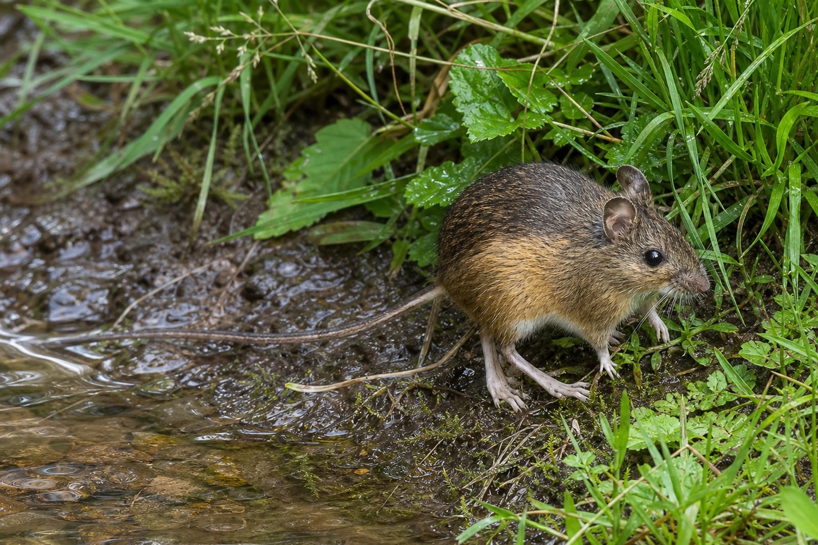 AI-generated image: Oregon Jumping Mouse in side profile at grassy stream edge. No public-domain photograph of this species exists. This image was generated with AI from verified reference material and reviewed by our editorial team for accuracy