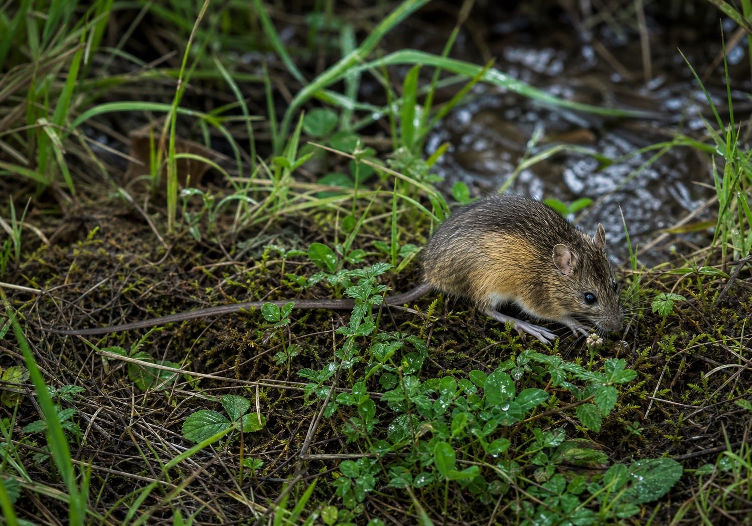 AI-generated image: Oregon Jumping Mouse foraging on mossy stream bank among low vegetation. No public-domain photograph of this species exists. This image was generated with AI from verified reference material and reviewed by our editorial team for accuracy