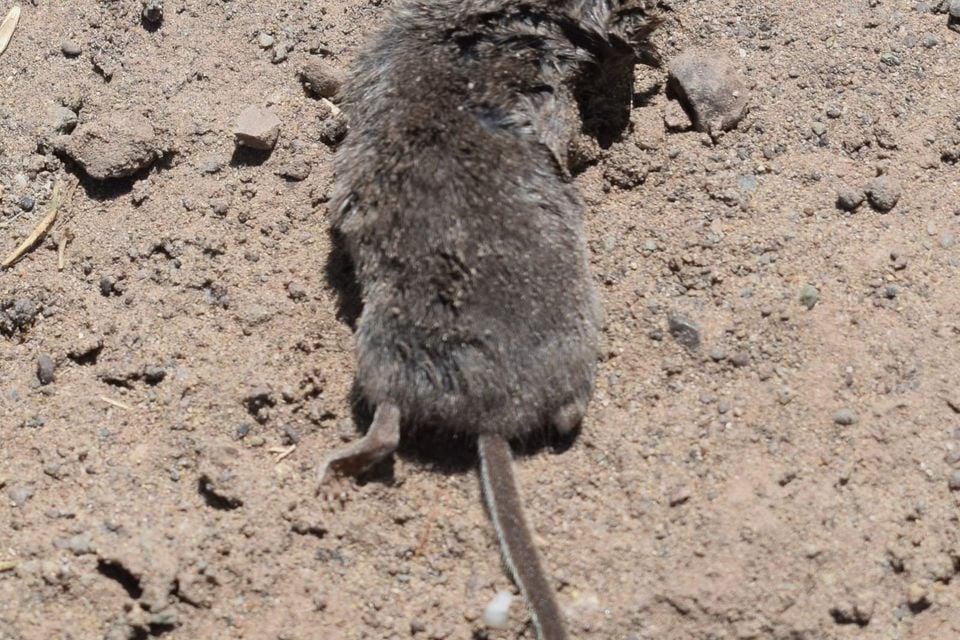 Ornate shrew seen from behind standing free on bare dry soil, dark gray-brown fur and long thin tail visible