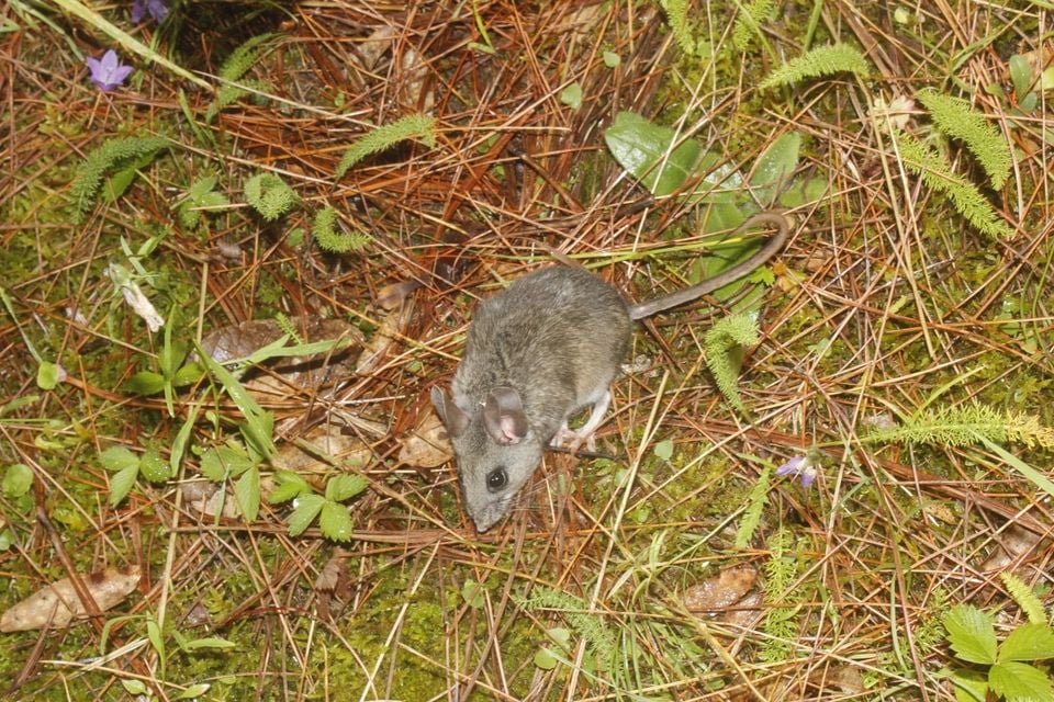 Osgood's mouse (Peromyscus gratus) seen from above, foraging on a mossy forest floor scattered with pine needles
