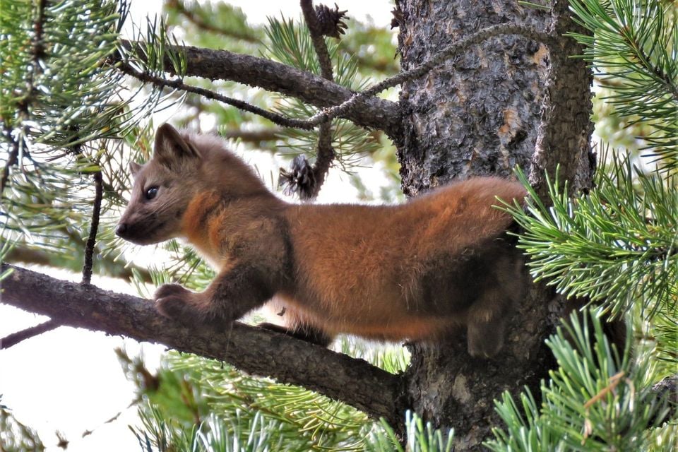 Pacific Marten (Martes caurina)