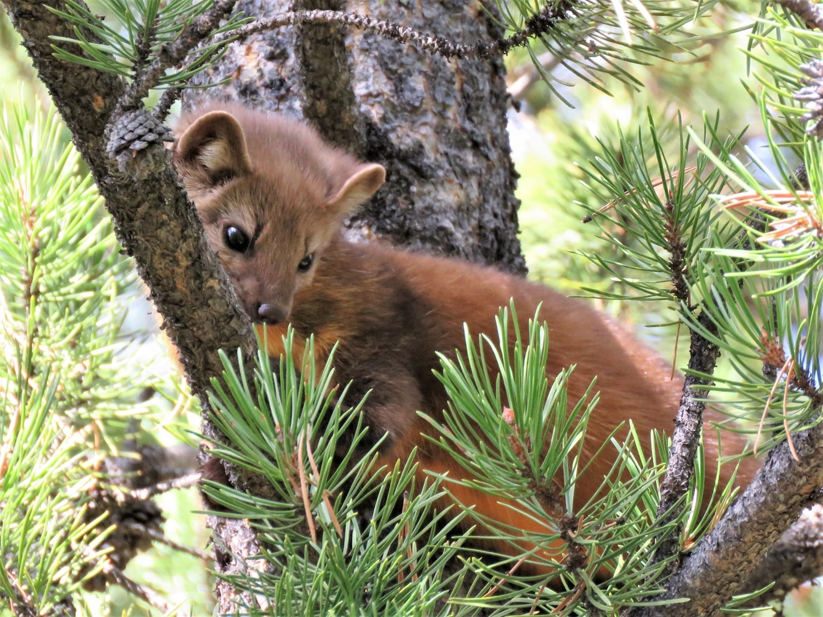 Pacific Marten (Martes caurina)