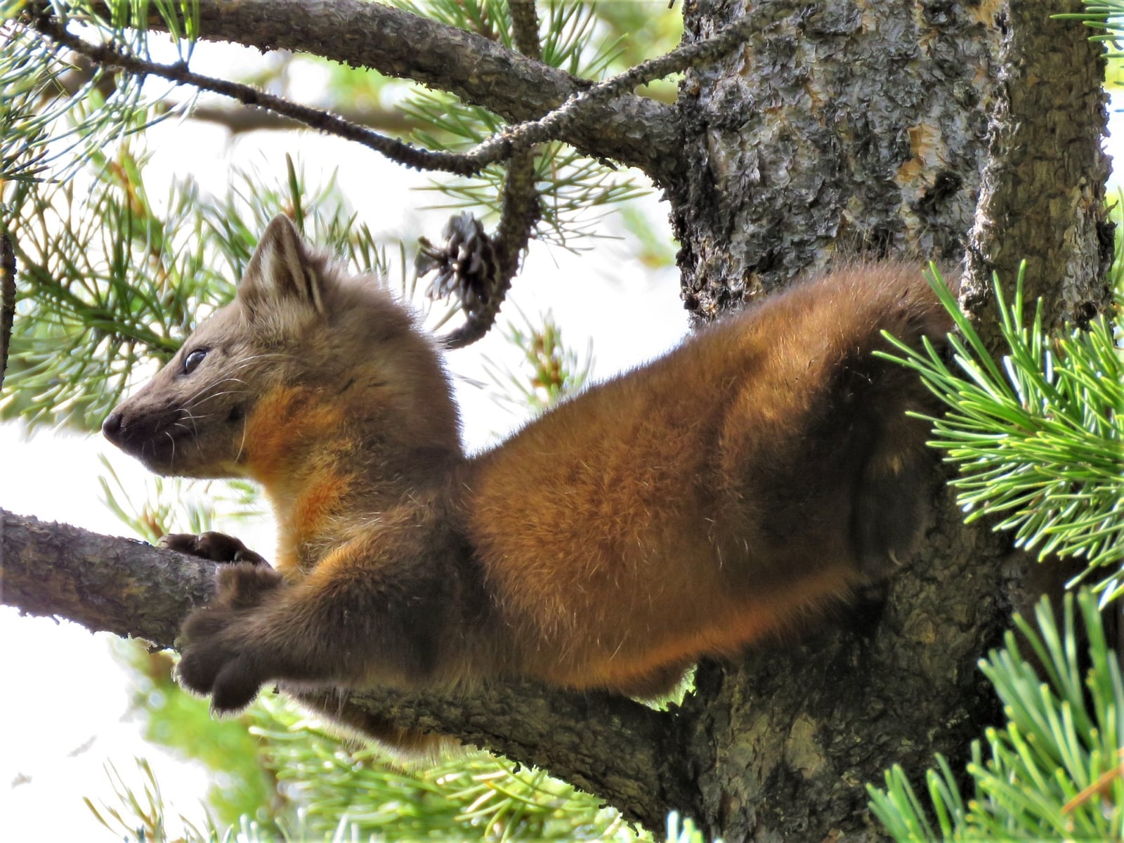 Pacific Marten (Martes caurina)
