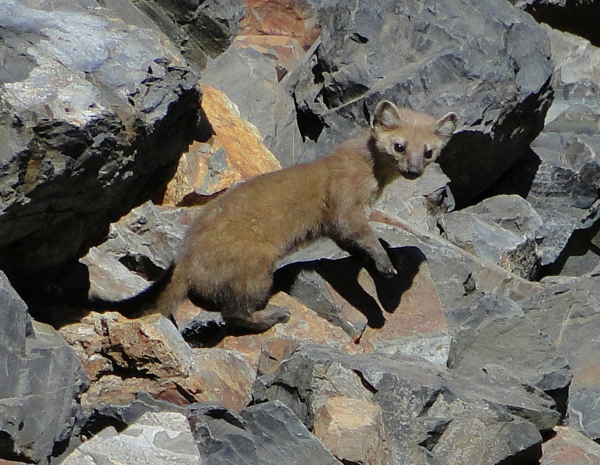 Pacific Marten (Martes caurina)
