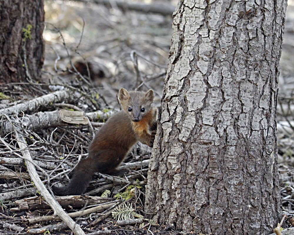 Pacific marten Martes caurina