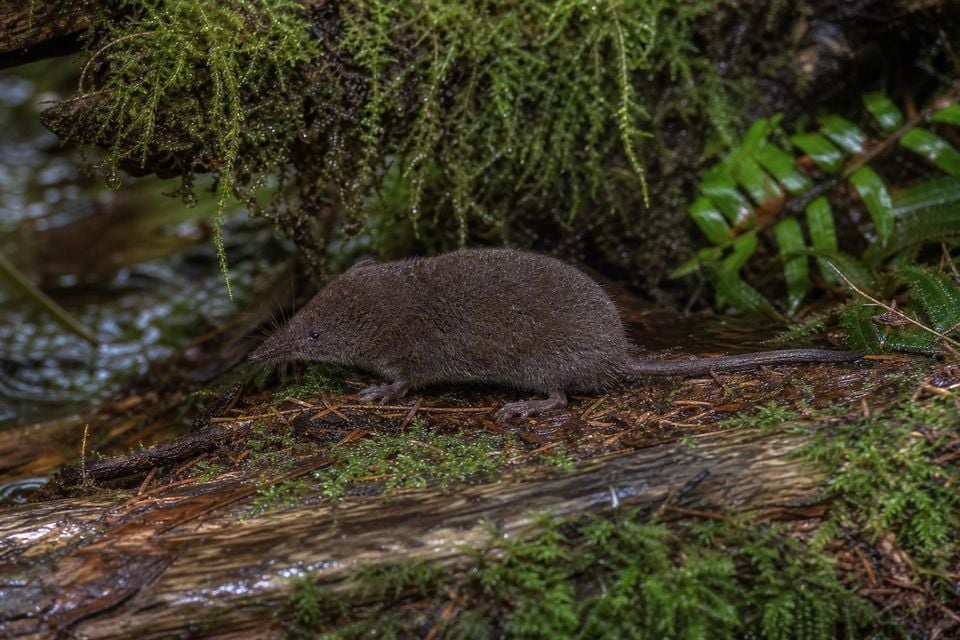 AI-generated image: Pacific Shrew in side profile on mossy log beside stream. No public-domain photograph of this species exists. This image was generated with AI from verified reference material and reviewed by our editorial team for accuracy