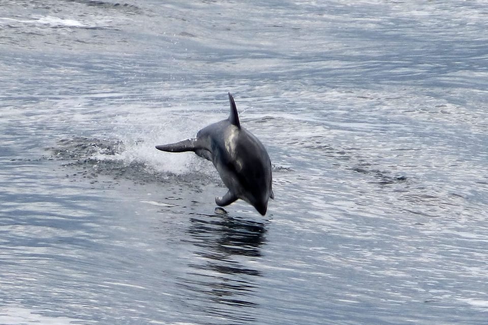 Pacific White-sided Dolphin (Lagenorhynchus obliquidens) - Flickr - gailhampshire
