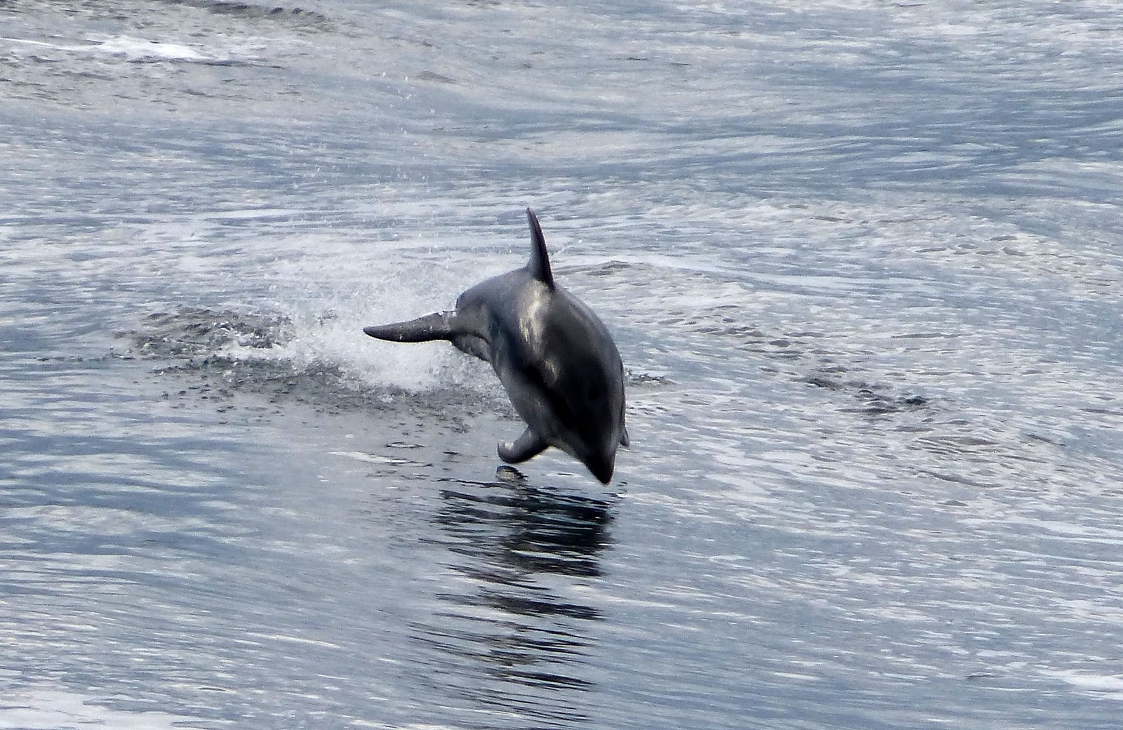 Pacific White-sided Dolphin (Lagenorhynchus obliquidens) - Flickr - gailhampshire