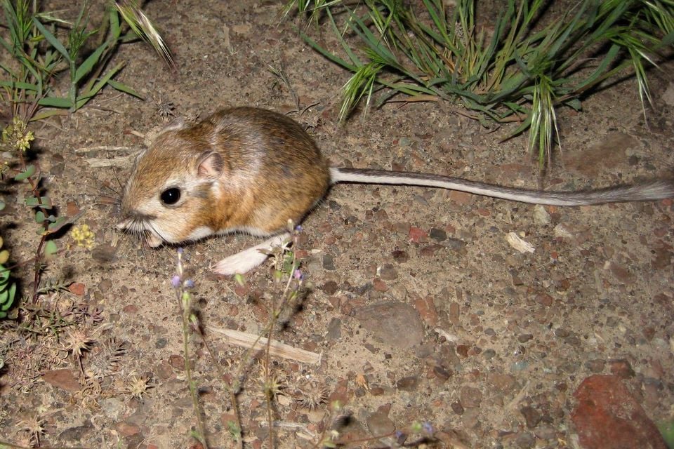 Kangaroo mouse