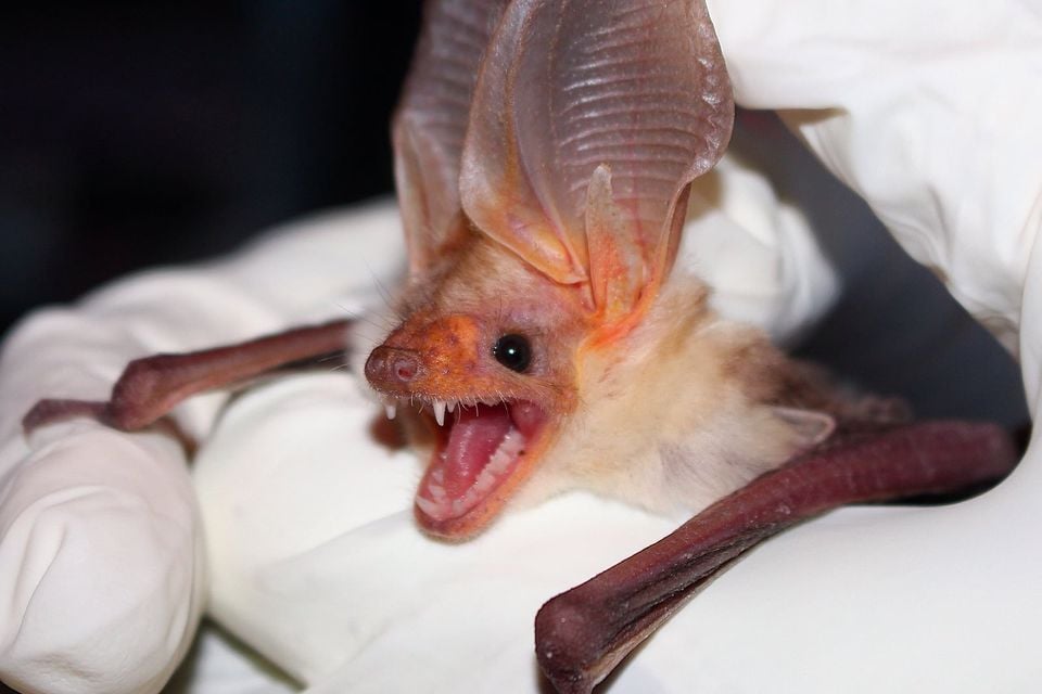 Pallid bat roosting on a cave wall