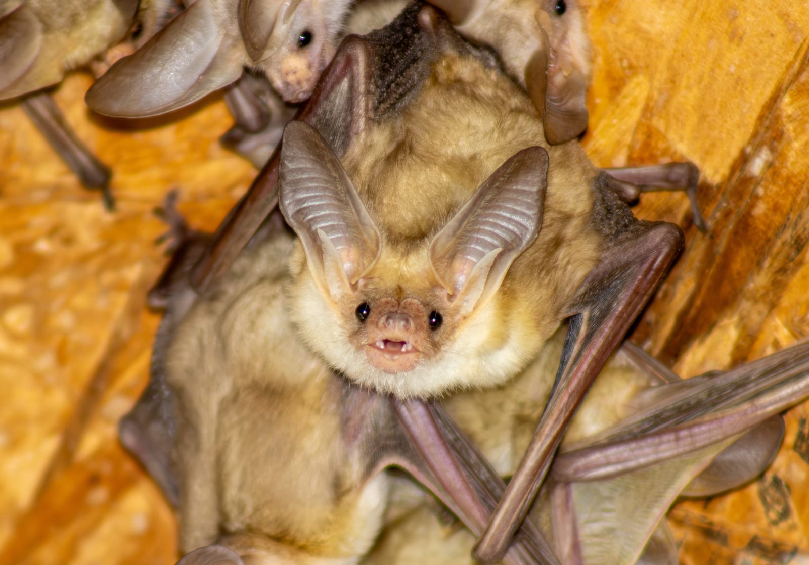 Pallid bat roosting on a cave wall
