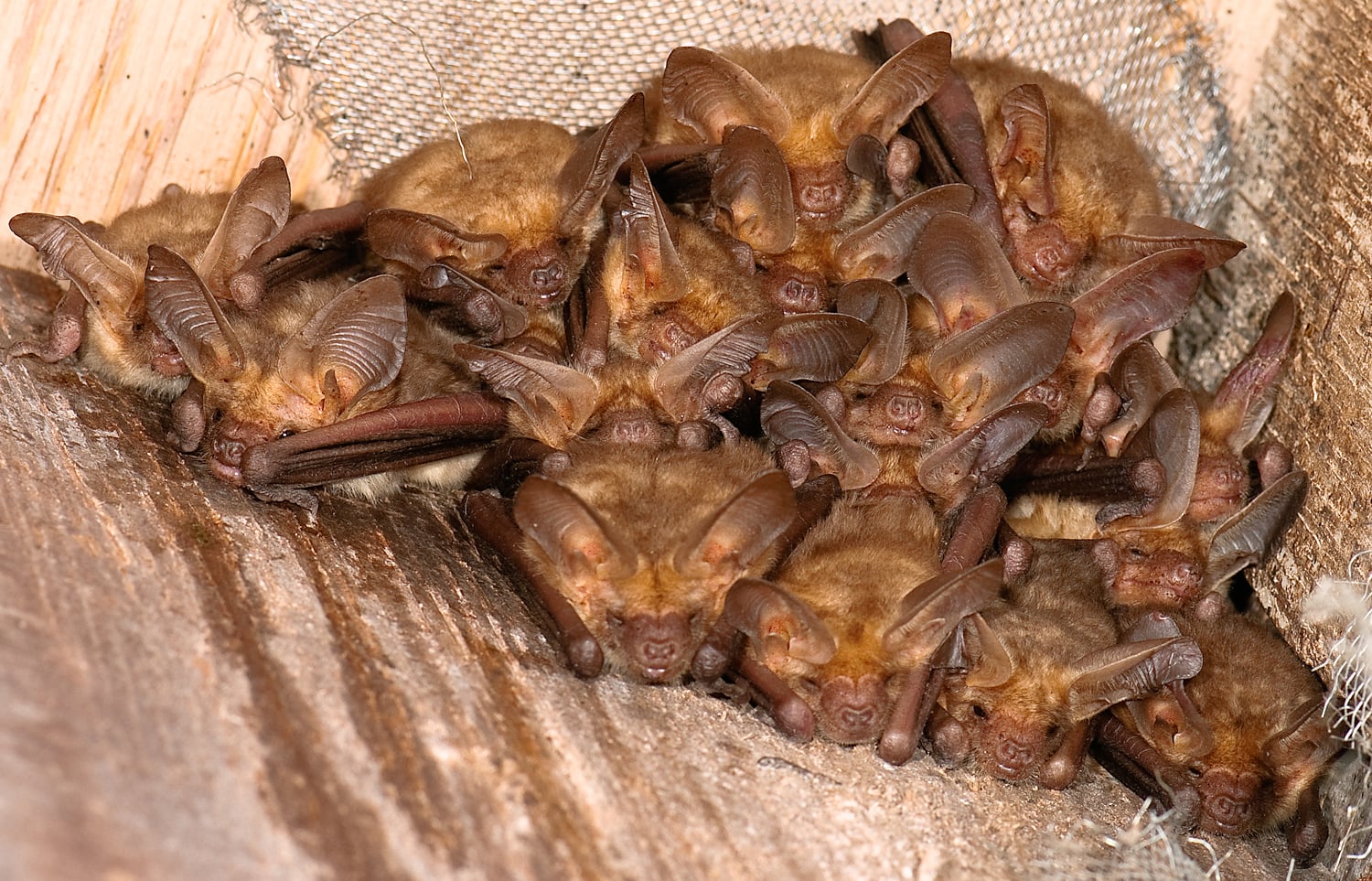 Antrozous pallidus (Pallid Bat) (3406423862)
