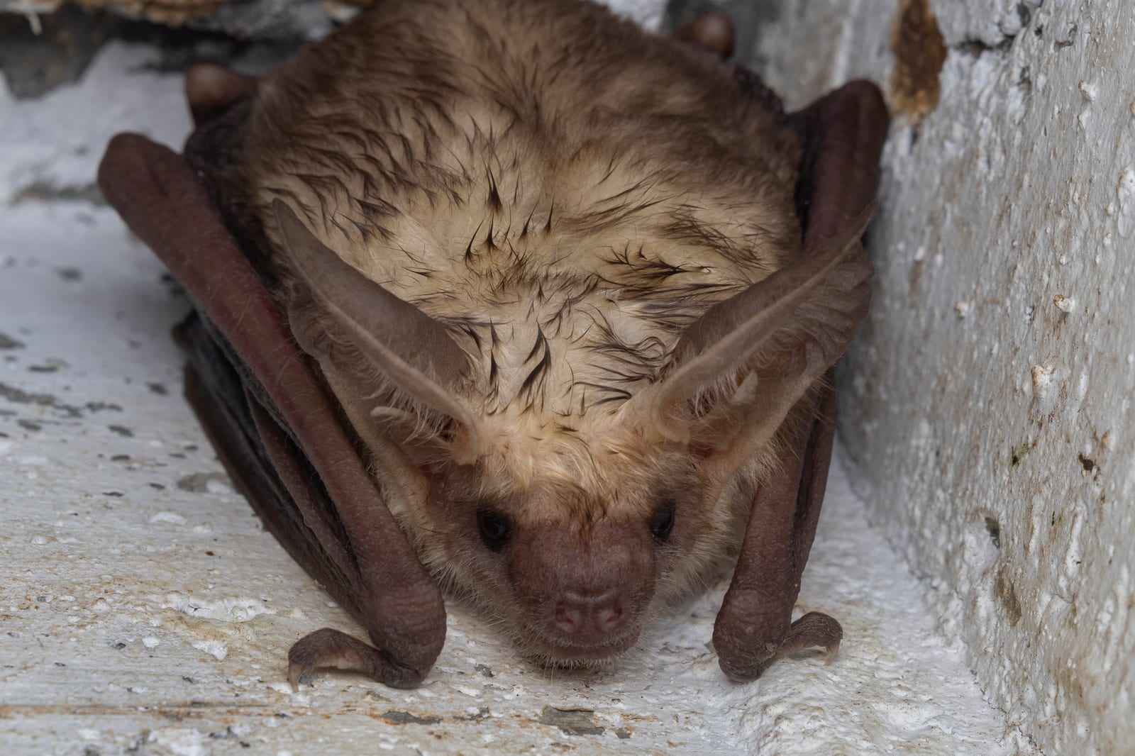 Pallid bat roosting on a light stone wall