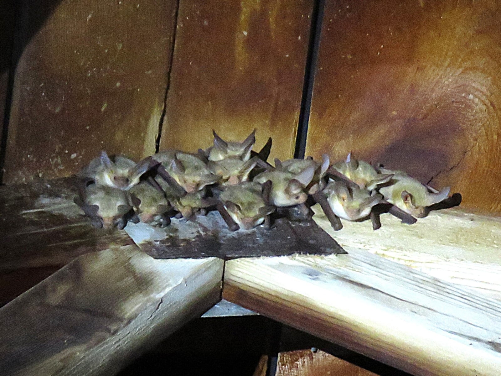 Pallid Bat (Antrozous pallidus)