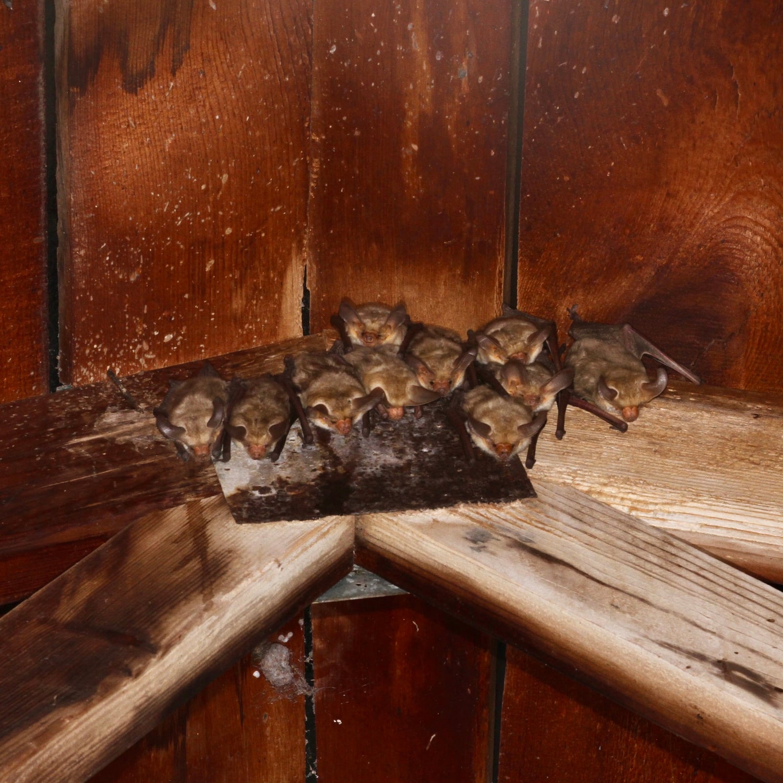 Pallid Bat (Antrozous pallidus)