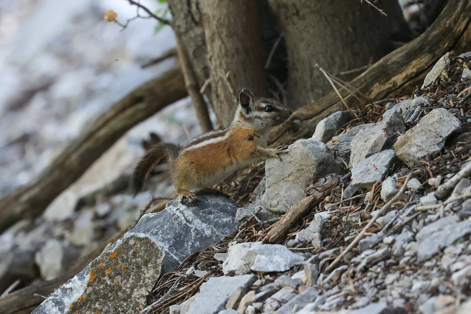 Palmer's Chipmunk (Neotamias palmeri)