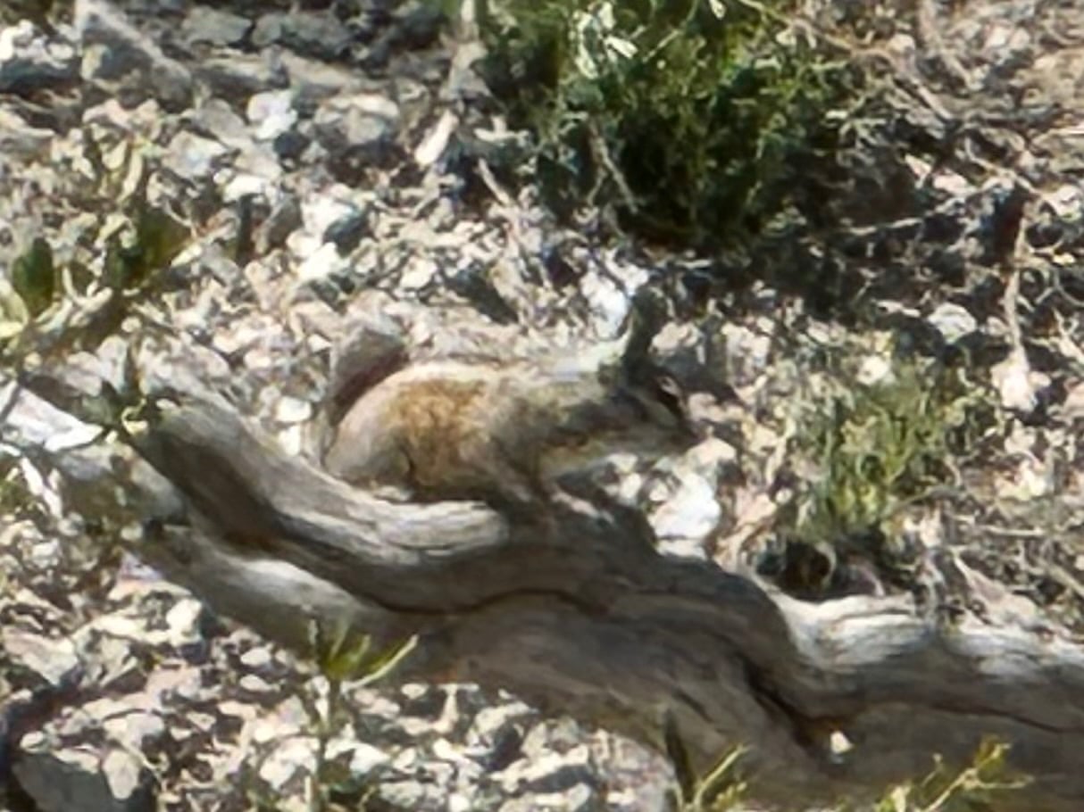 Palmer's Chipmunk (Neotamias palmeri)
