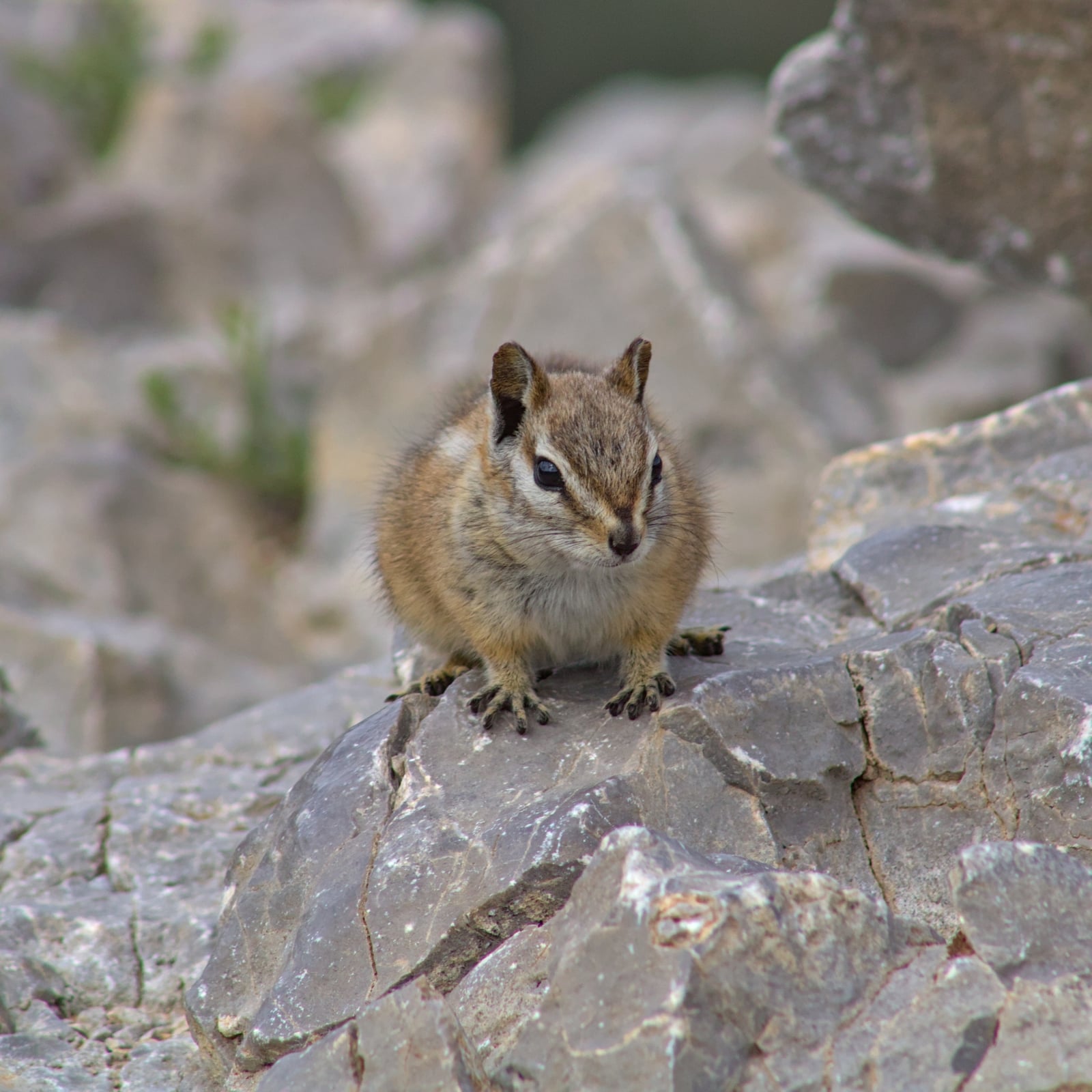 Live Palmer's chipmunk standing alert on sunlit rocks