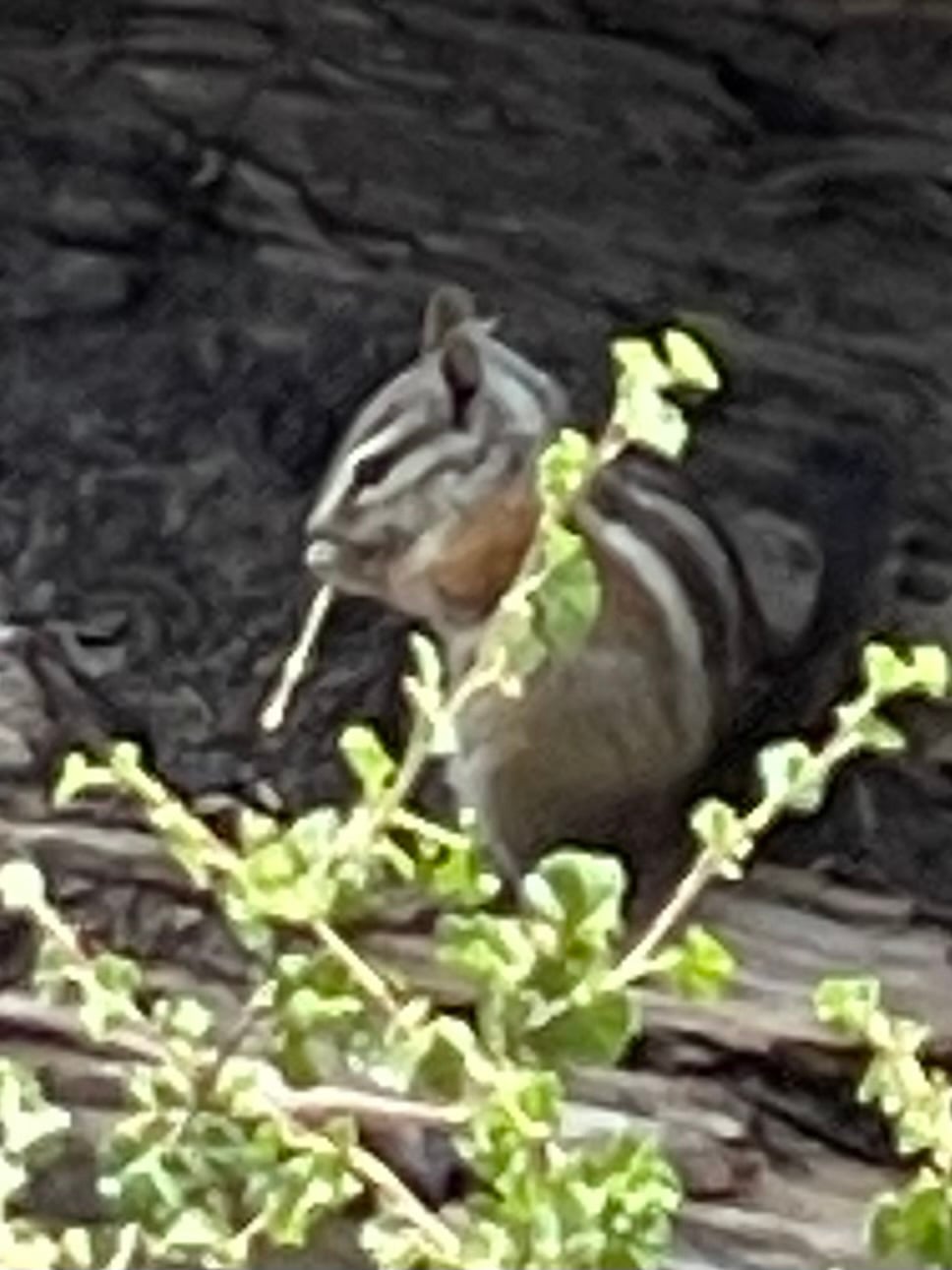 Palmer's chipmunk nibbling a twig on a fallen log