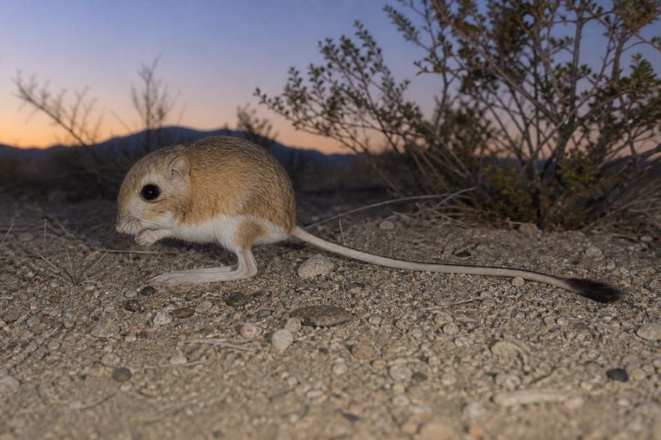AI-generated image: Panamint kangaroo rat in side profile on desert gravel at dusk. No public-domain photograph of this species exists. This image was generated with AI from verified reference material and reviewed by our editorial team for accuracy