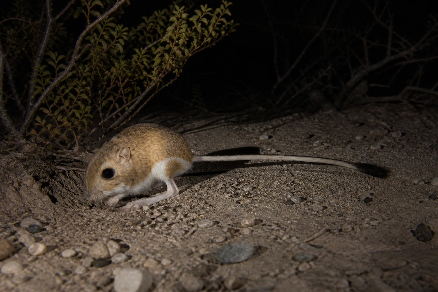 AI-generated image: Panamint kangaroo rat foraging near its burrow at night. No public-domain photograph of this species exists. This image was generated with AI from verified reference material and reviewed by our editorial team for accuracy