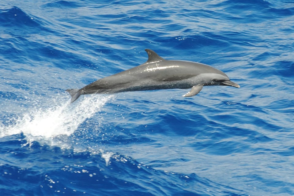 Pantropical spotted dolphin (Stenella attenuata)