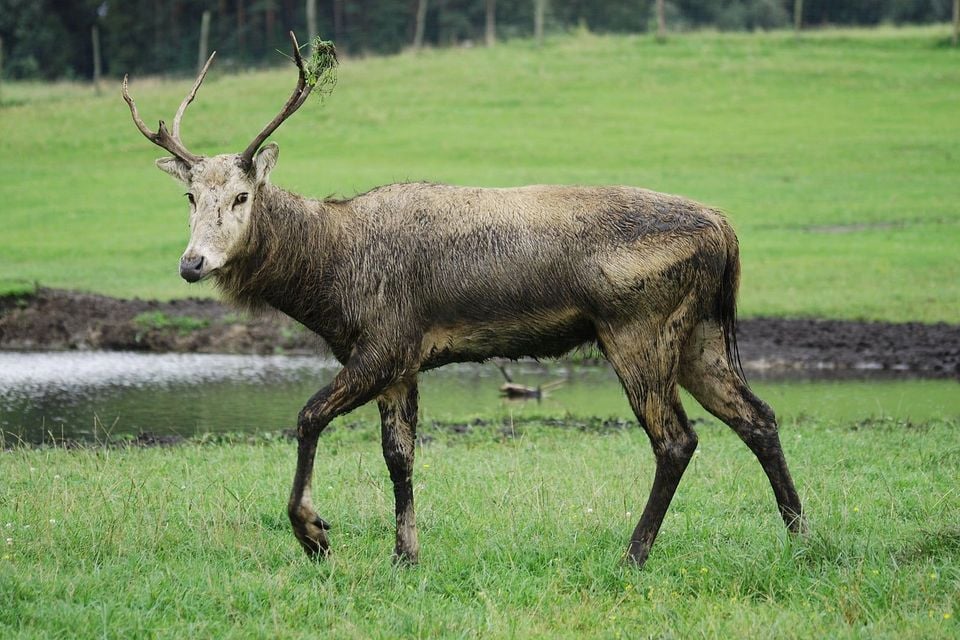 Père David's Deer (Elaphurus davidianus)