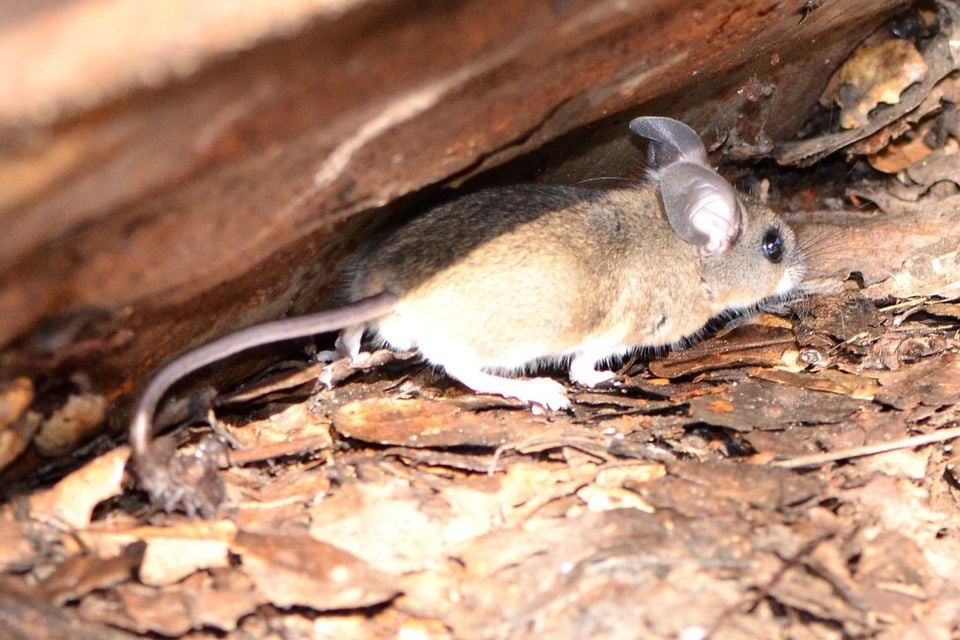 Pinyon mouse under loose bark showing large ears and long tail