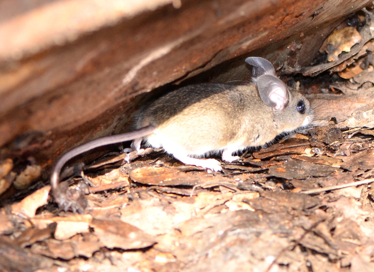 Pinyon mouse under loose bark showing large ears and long tail