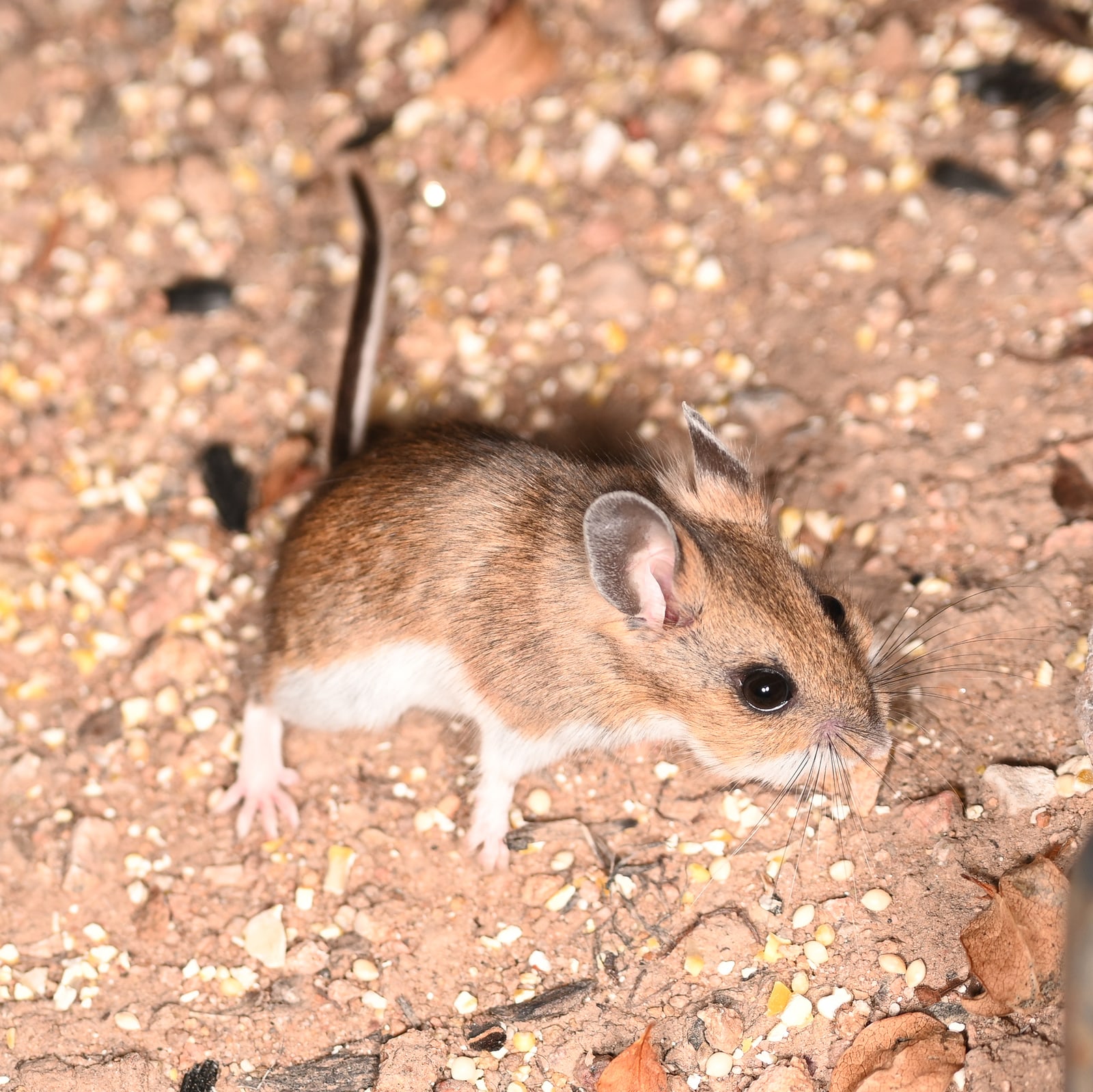 Pinyon mouse on rocky soil with scattered seed