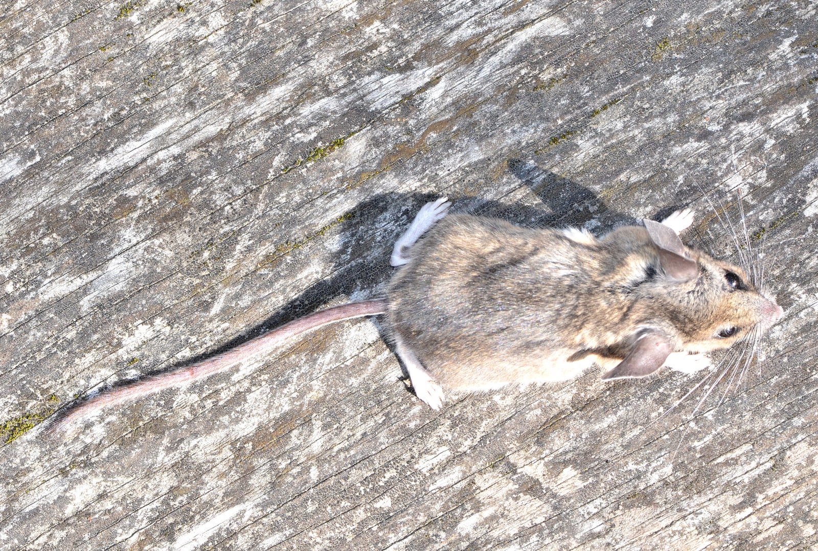 Pinyon mouse on weathered wood showing the long tail