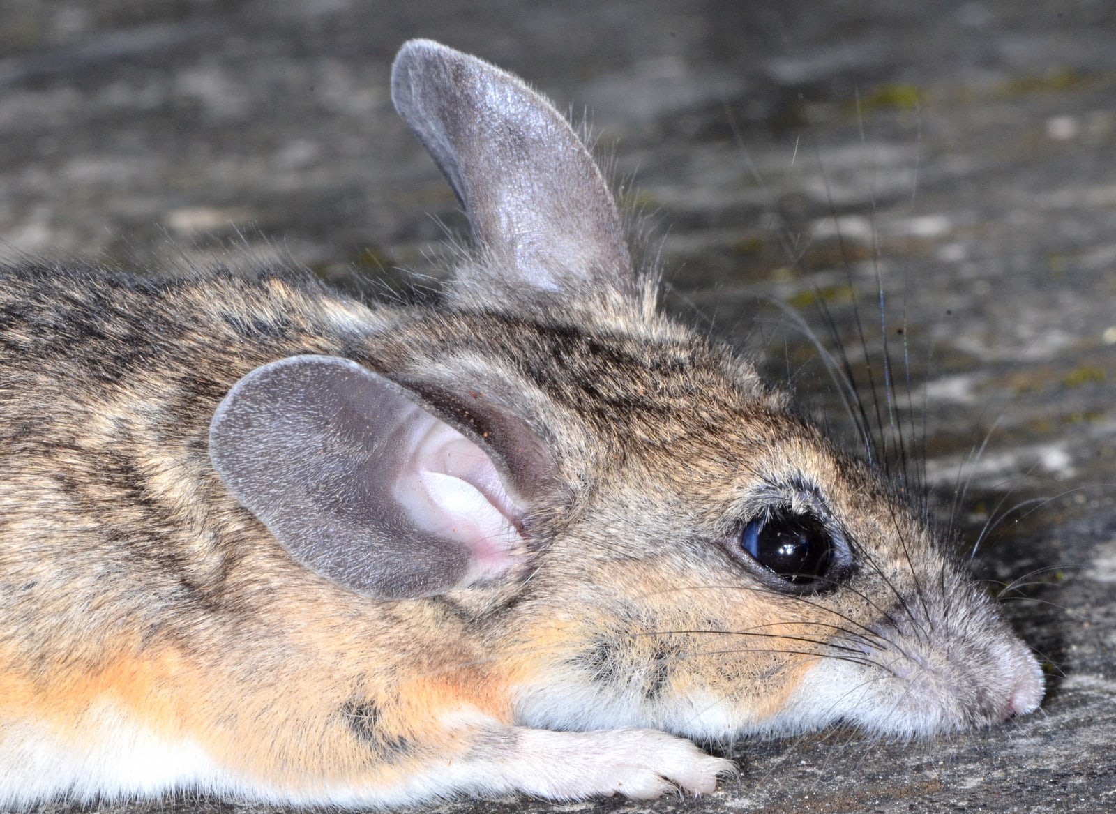 Close view of a pinyon mouse head and large ears