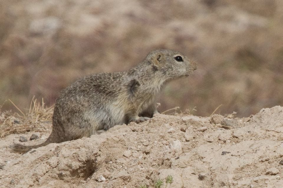 Piute ground squirrel in profile on a dirt mound in sparse desert scrub