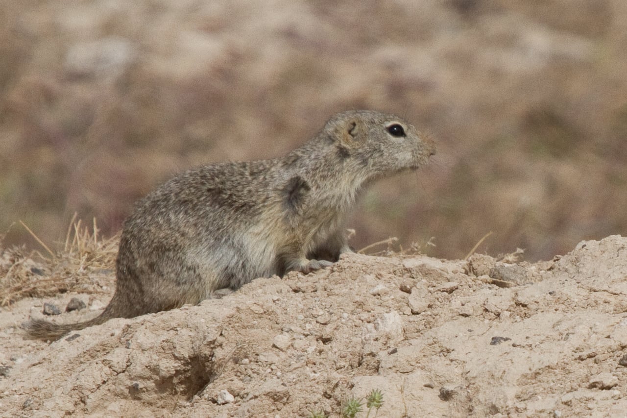Piute ground squirrel in profile on a dirt mound in sparse desert scrub