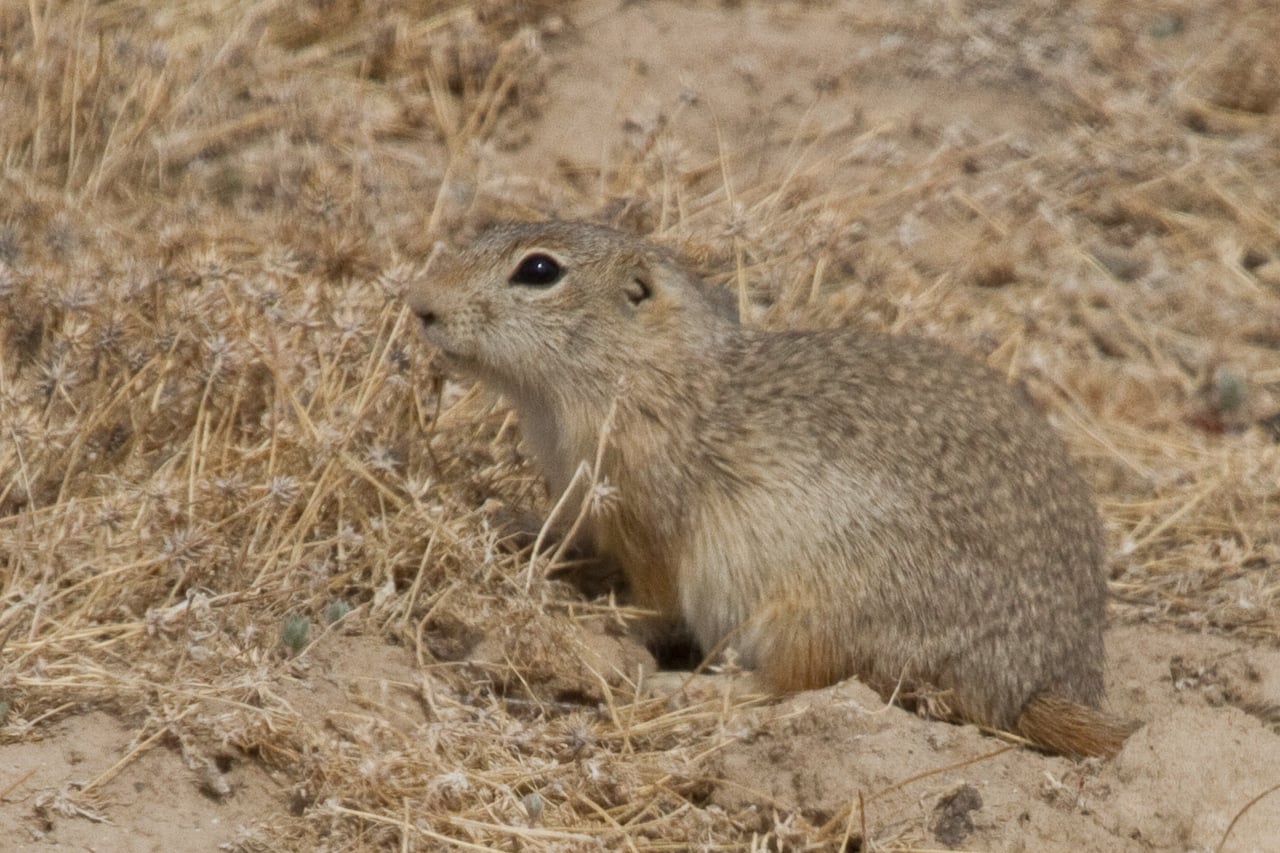 Piute Ground Squirrel (Urocitellus mollis)