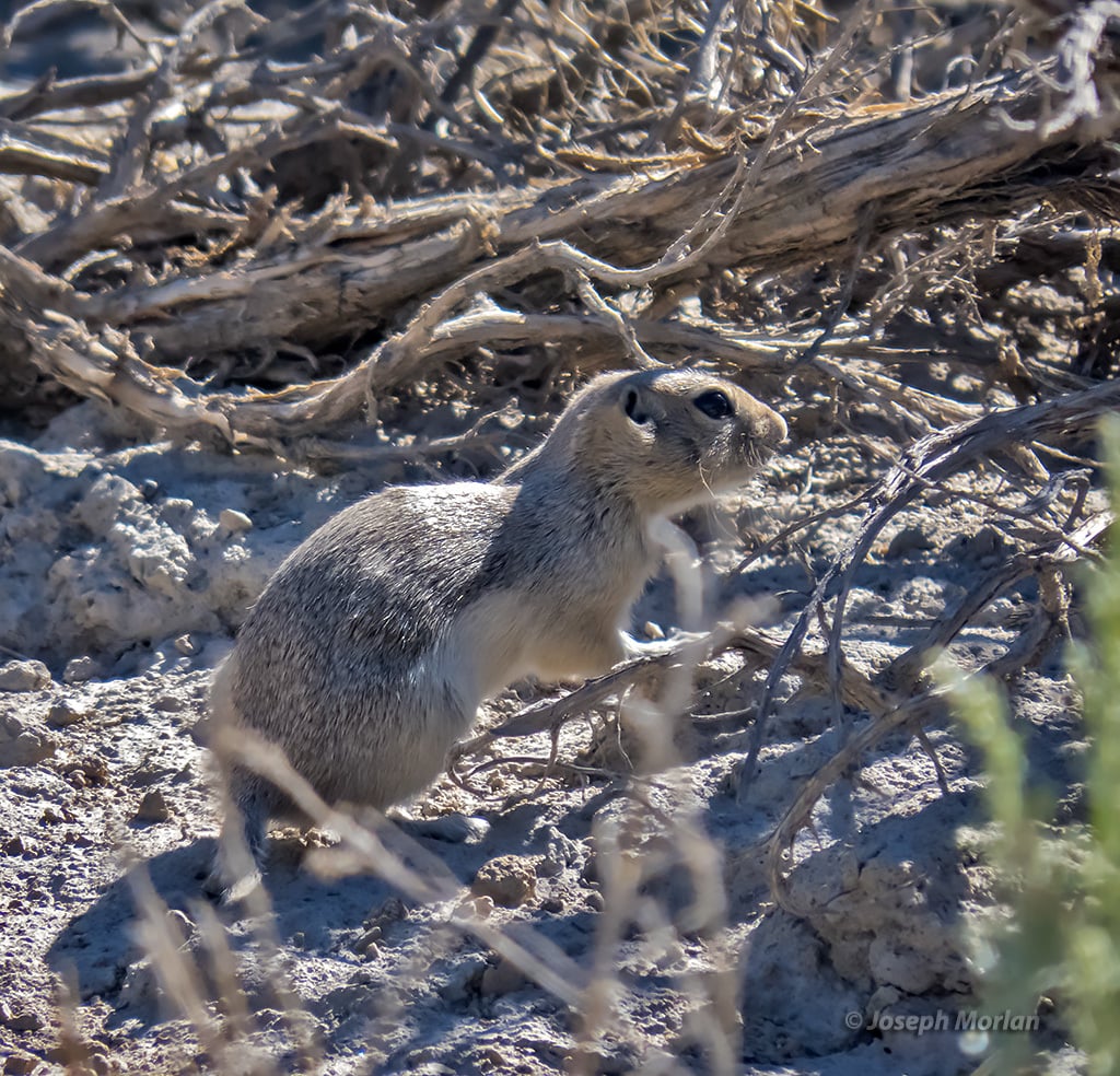 Piute Ground Squirrel (Urocitellus mollis)