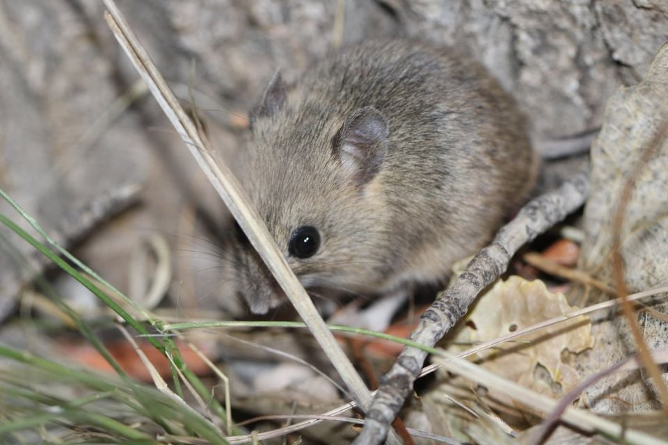 Plains harvest mouse close-up among dry grass stems and twigs