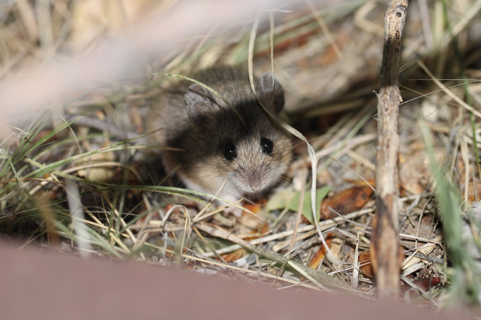 Plains harvest mouse facing the camera in dry grass