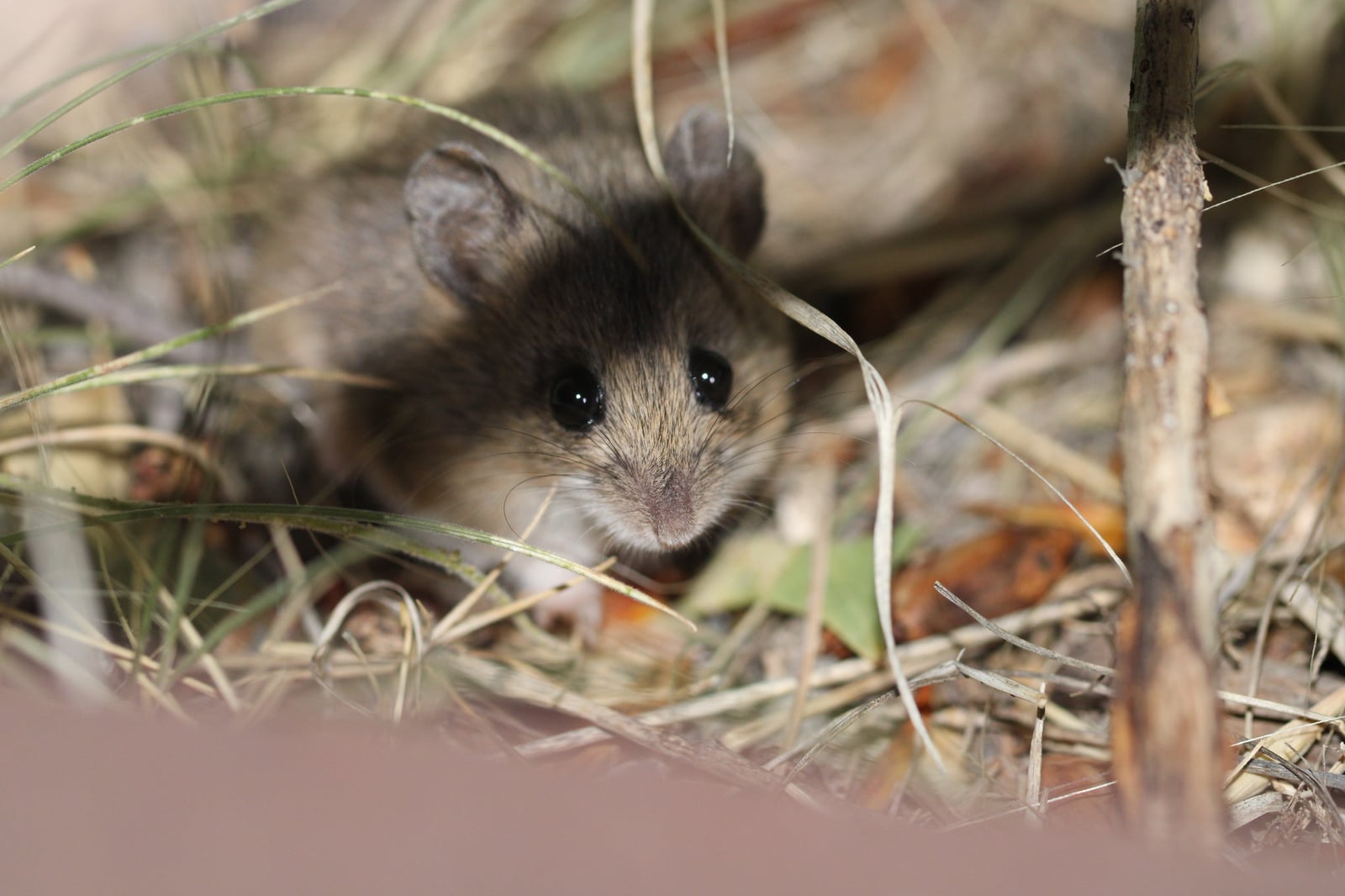 Plains harvest mouse peering through grass stems