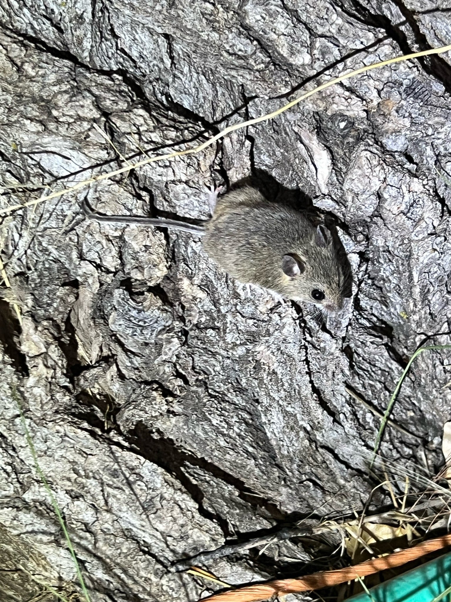 Plains harvest mouse climbing on rough tree bark