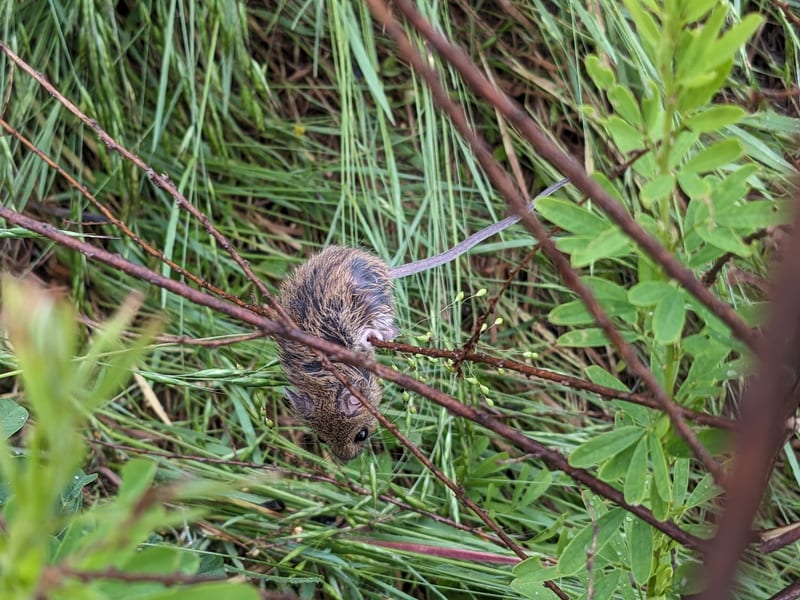 Fulvous harvest mouse climbing a stem in dense grass