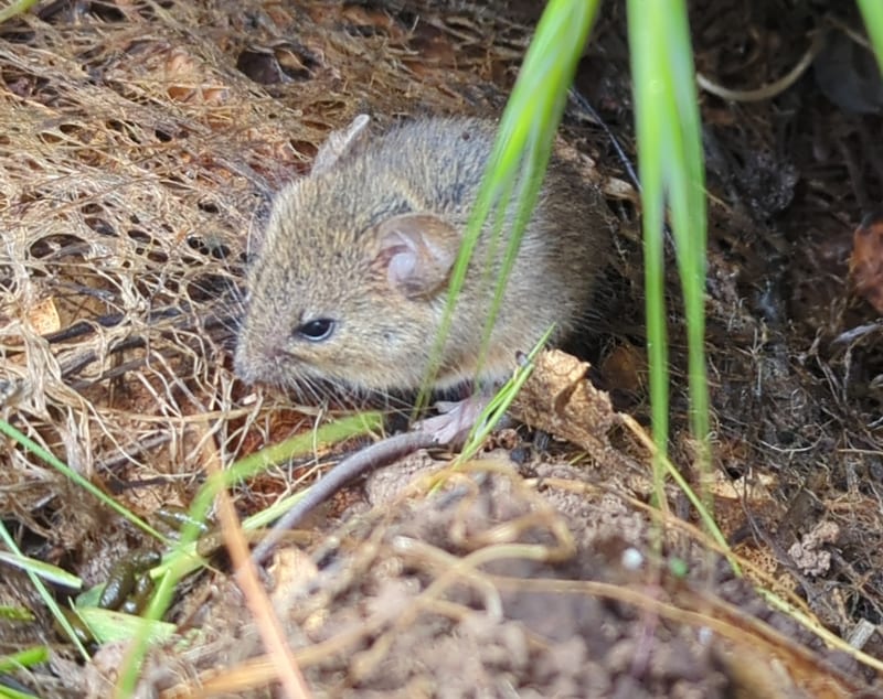 Western harvest mouse in dry grass and leaf litter