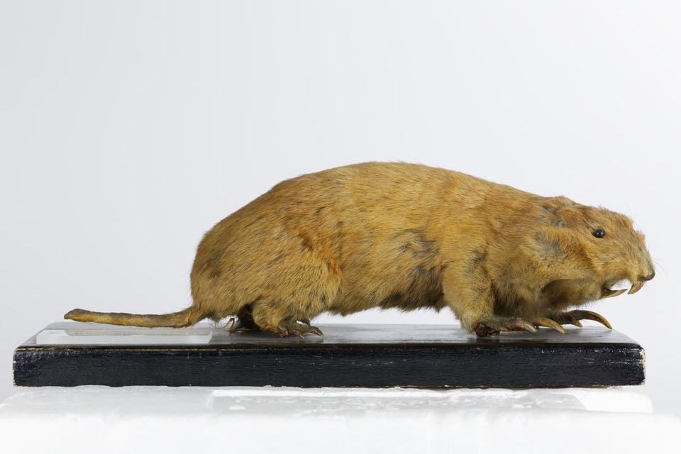 Plains pocket gopher emerging from a burrow in reddish soil