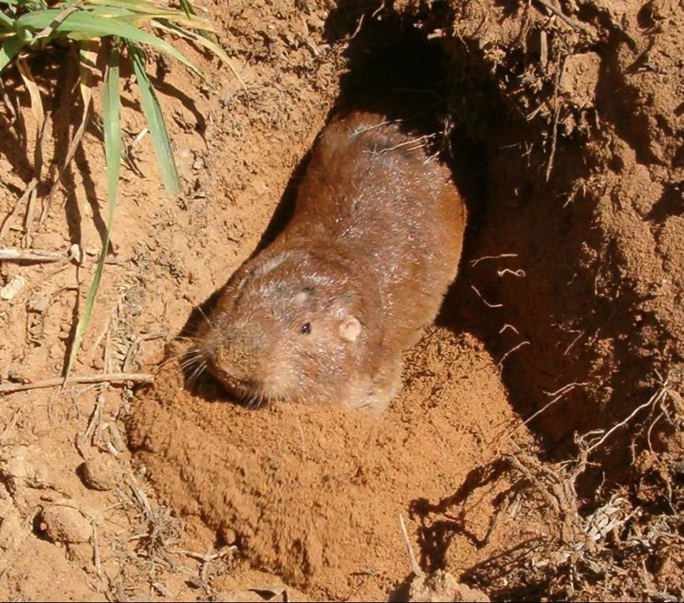 Plains pocket gopher emerging from a burrow in reddish soil
