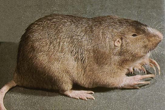 Live plains pocket gopher in side profile, showing its stout body, tiny ears, and large curved digging claws