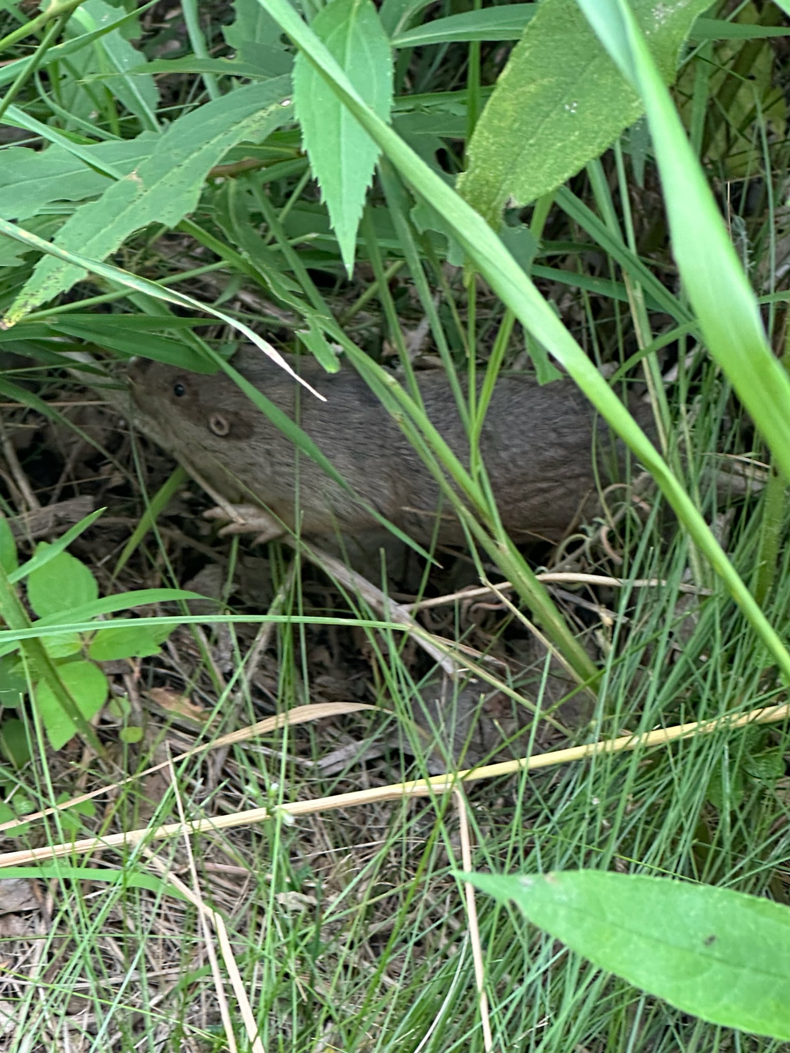 Live plains pocket gopher crouched low in green grass, its small ear, blunt snout, and stout forepaws visible
