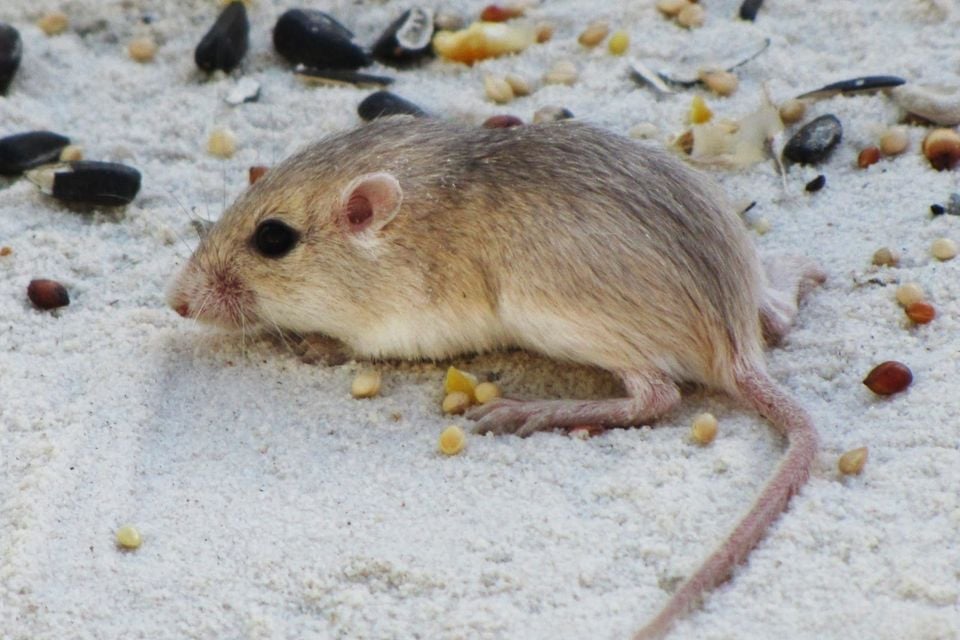 Apache pocket mouse, a subspecies of the plains pocket mouse, eating seeds on sandy ground