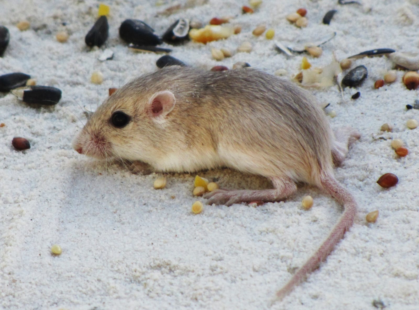 Apache pocket mouse, a subspecies of the plains pocket mouse, eating seeds on sandy ground