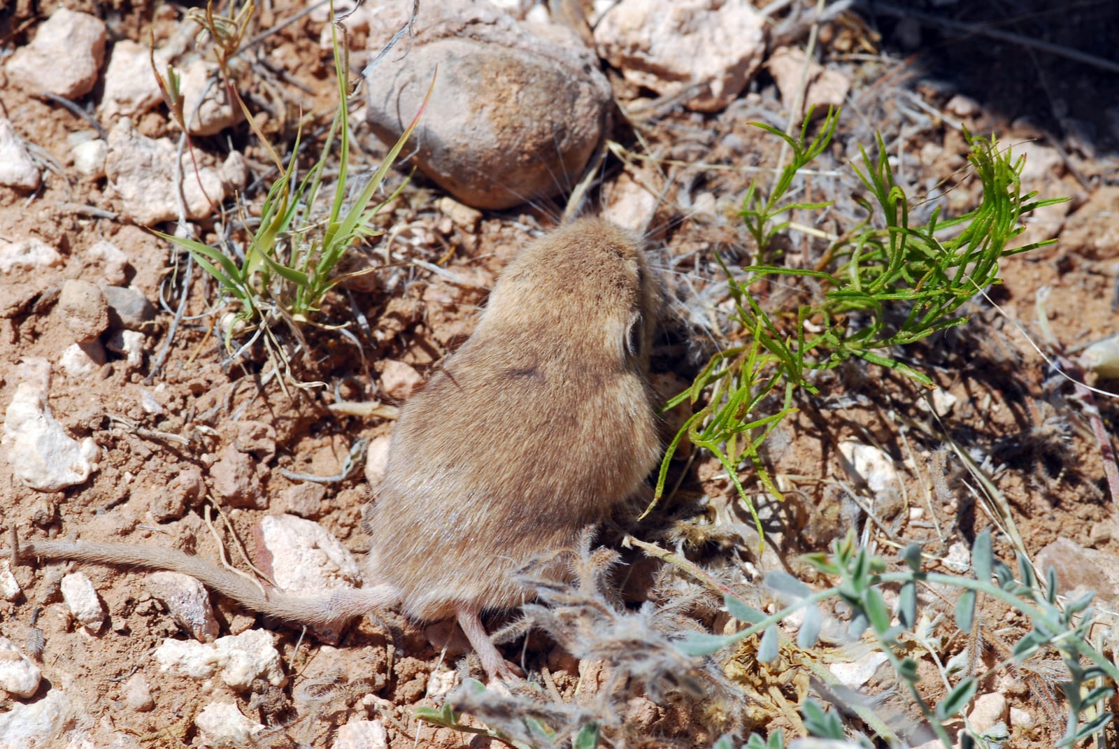 Plains pocket mouse standing among rocks and dry grass in daylight