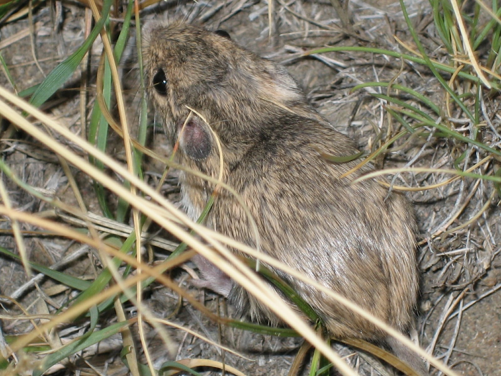 Plains pocket mouse resting in dry grass litter